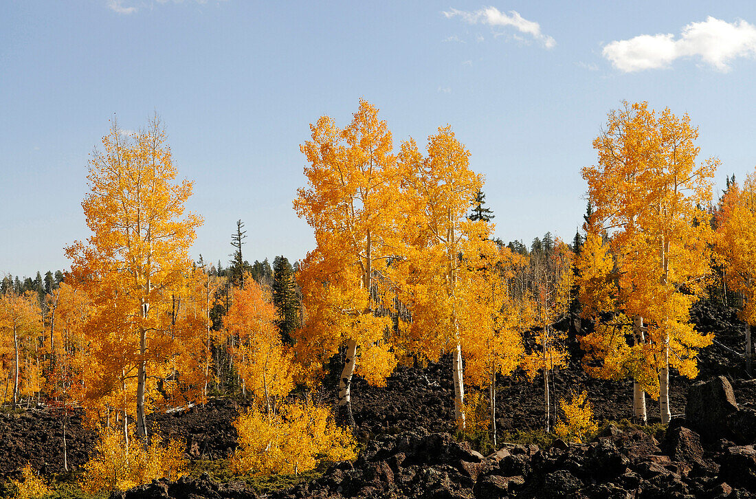 Lavafelder, Espenbäume im Herbst, Dixie National Forest, The Craters, Brian Head, Utah, USA