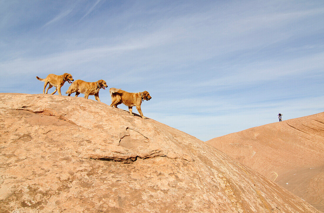 Dogs and Mountain biker, Slickrock Trail, Moab, Utah, USA