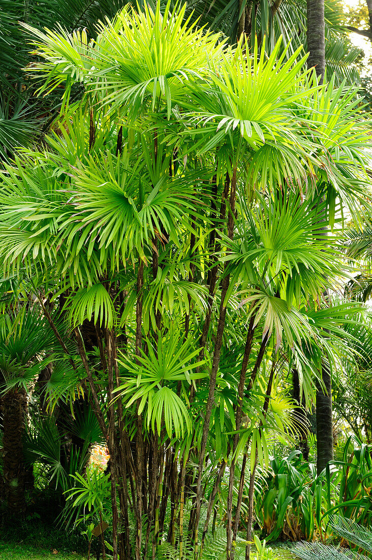 Palm trees, Tremezzo, Lake Como, Lombardy, Italy