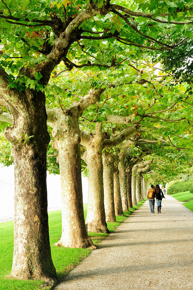 Platanenallee am Comer See, Lombardei, Italien