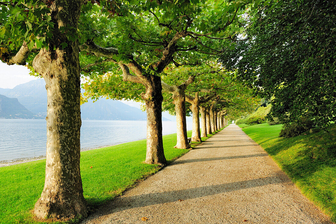 Alley of plane trees at Lake Como, Lombardy, Italy
