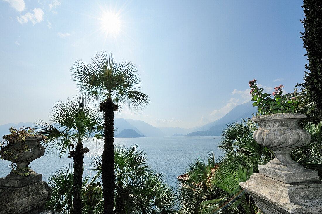 Palmtrees in front of Lake lago di Como, Lake lago di Como, Lombardy, Italy