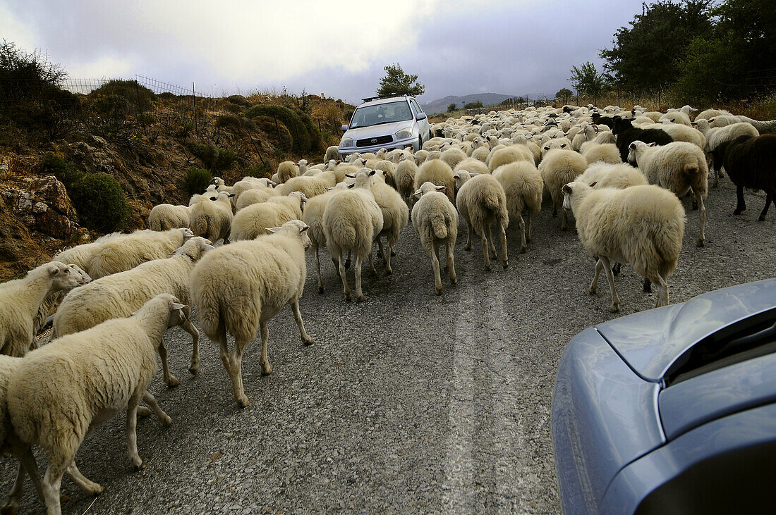 Schafherde auf einer Strasse in den Bergen der Insel Naxos, Kykladen, Griechenland, Europa