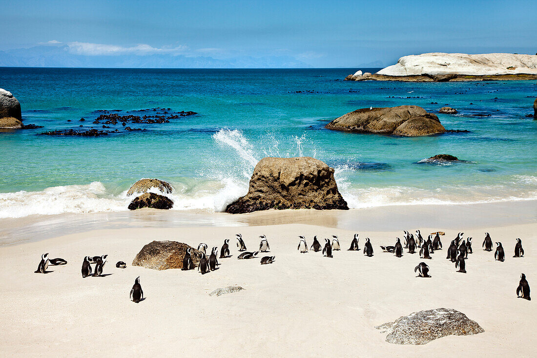 Colony of african penguins on Boulders Beach, Cape Town, Cape Peninsula, Western Cape, South Africa, Africa