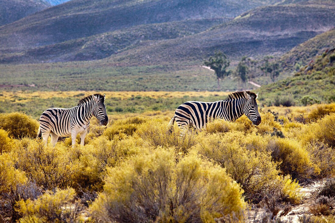 Zwei Zebras, Safari, Aquila Lodge, Kapstadt, Western Cape, Südafrika, Afrika