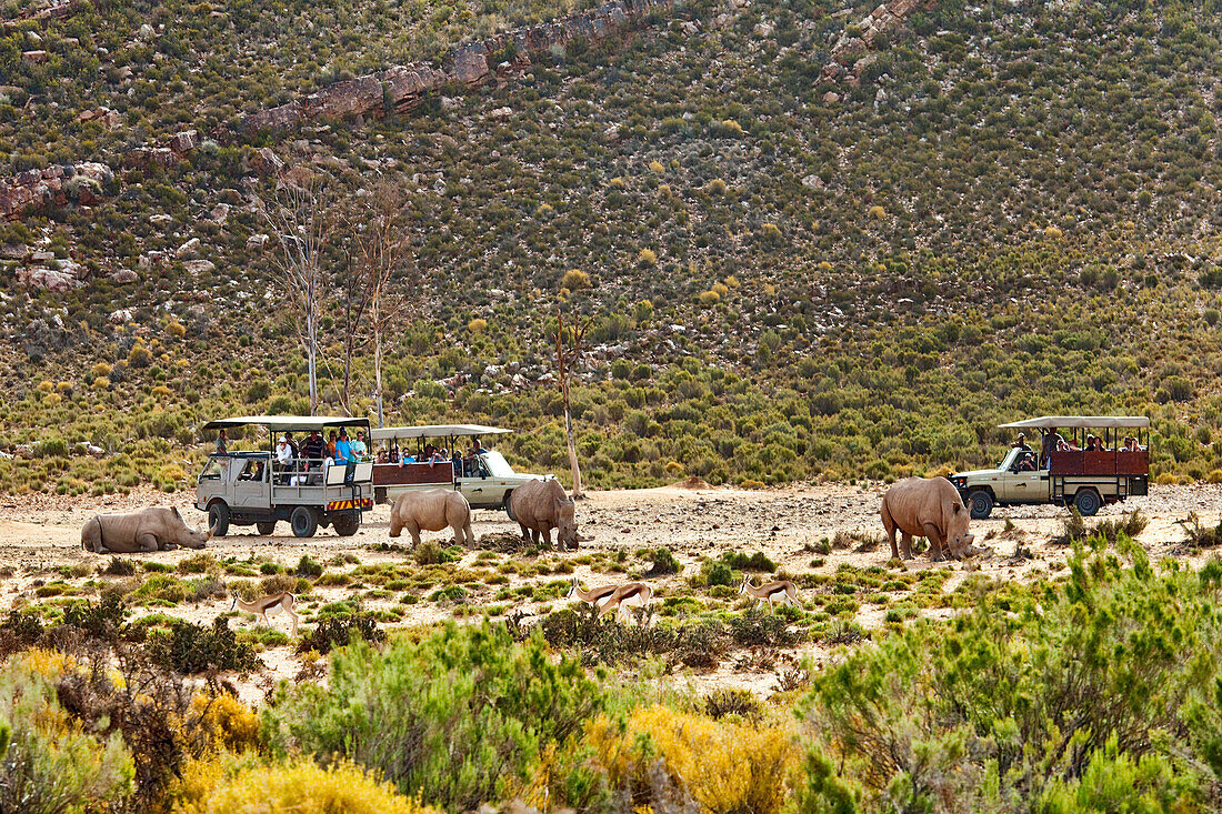 Tourists on safari, Rhinoceroses, Aquila Lodge, Cape Town, Western Cape, South Afrika