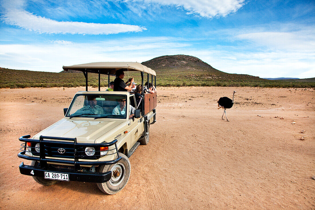 Strauß und Jeep, Safari, Aquila Lodge, Kapstadt, Western Cape, Südafrika, Afrika