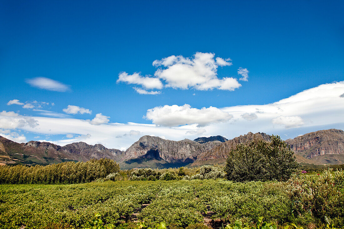 Wineyard at Palmiet Valley Winery, Paarl, Cape Town, Western Cape, South Africa, Africa