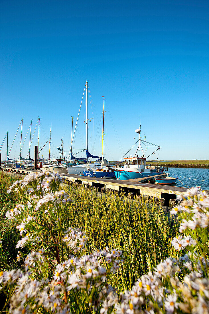 Bootshafen, Tümlauer-Koog, Schleswig-Holstein, Deutschland