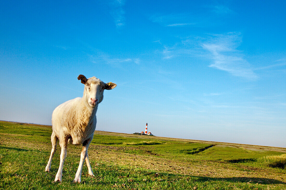 Schaf beim Leuchtturm Westerheversand, Westerhever, Schleswig-Holstein, Deutschland
