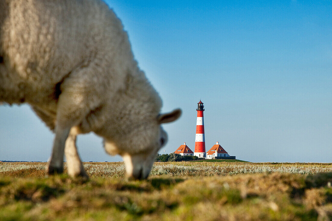 Schaf grast beim Leuchtturm Westerheversand, Westerhever, Schleswig-Holstein, Deutschland