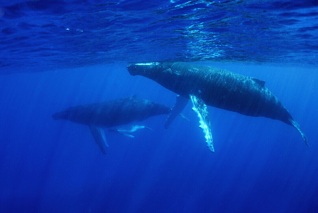 Humpback whales. Mother, calf and escort (Megaptera novaeangliae). Ha´apai Group. Tonga. South Pacific Ocean.
