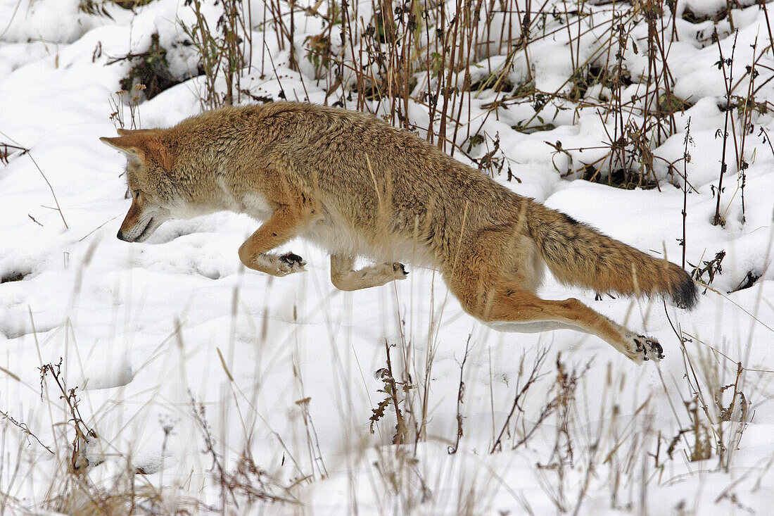 A coyote leaps for prey- an animal of the USA