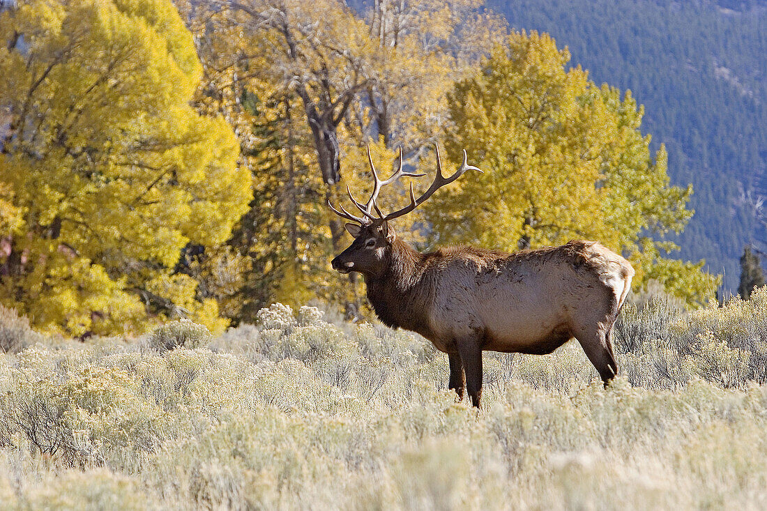 A bull elk stands regally against the fall colors of the Rocky Mountain American West