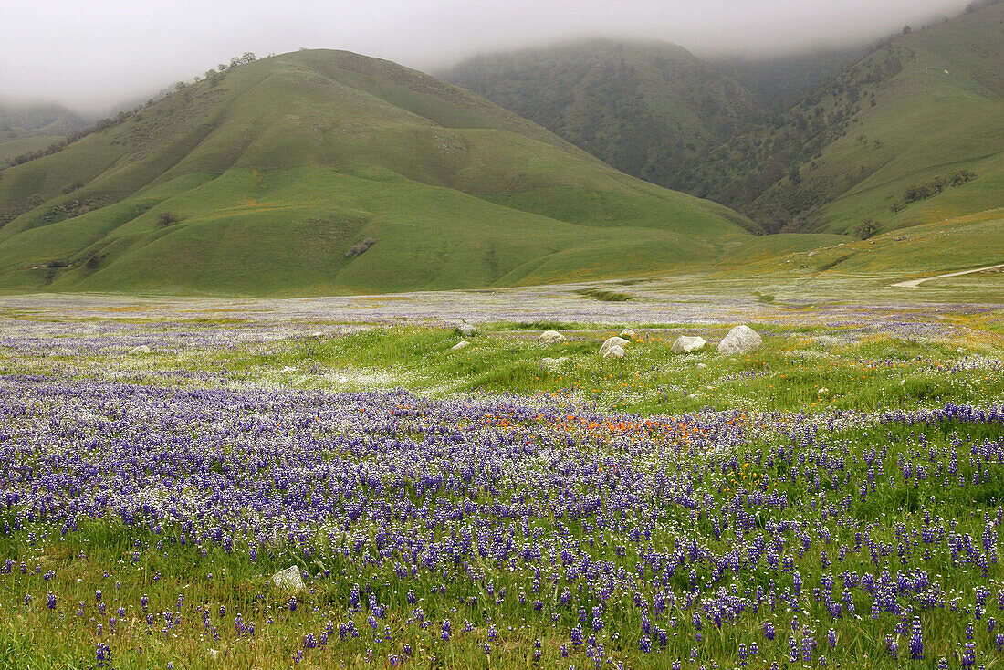Wildflowers bloom in the spring in Southern California