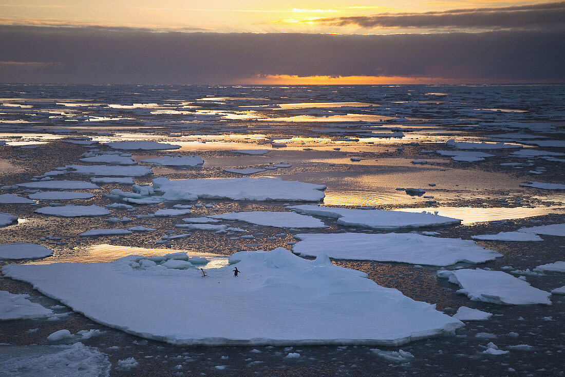 Pack ice at sunset,  near Mertz Glacier,  Southern Ocean,  East Antarctica