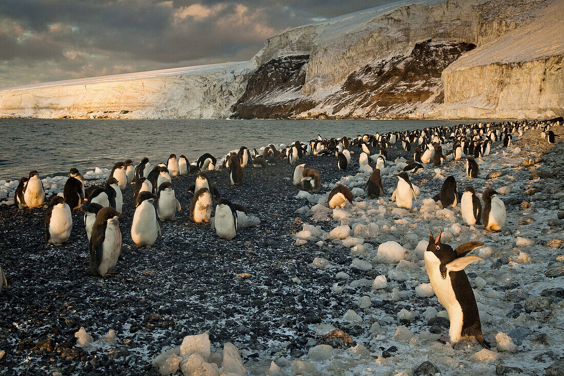 Adelie penguin calling on beach, Franklin Island at sunset,  Ross Sea, Antarctica