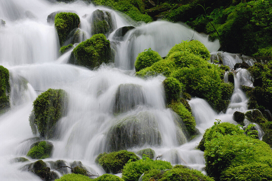 Fairy Creek with moss coverd rocks Columbia River Gorge National Scenic Area,  Multnomah County,  Oregon,  USA,  America