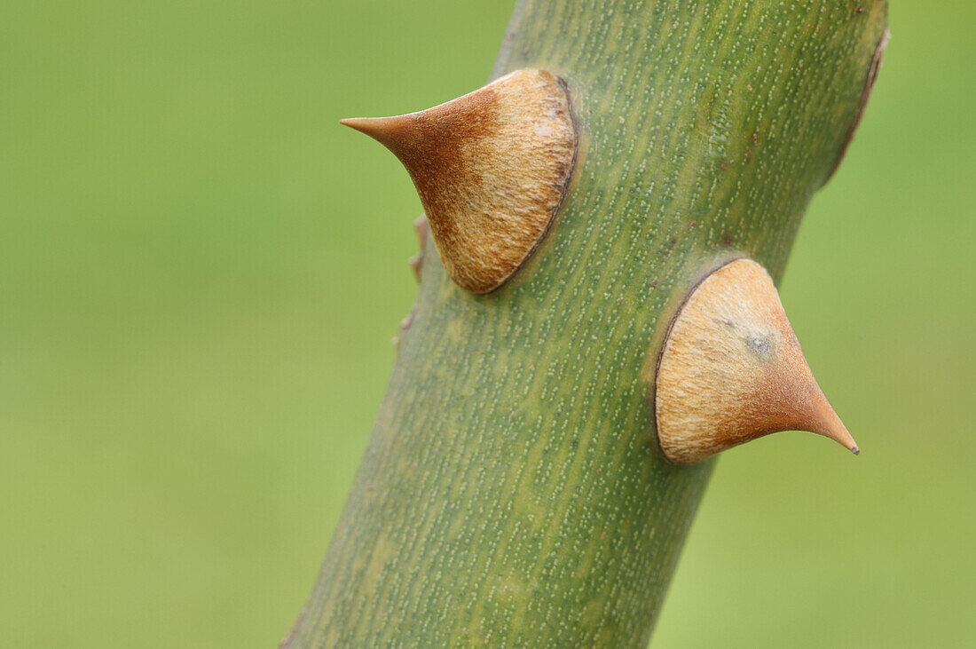 Thorn on stem of Rose Rose spec, close up Bavaria,  Germany,  Europe