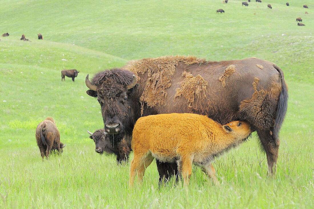 American Bison/Buffalo (Bison bison),  Young/Calf with Mother/Cow. Custer State Park,  South Dakota,  USA.