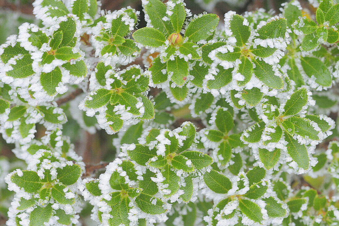 Hairy Alprose (Rhododendron hirsutum) with hoarfrost. Niederhorn,  Switzerland.