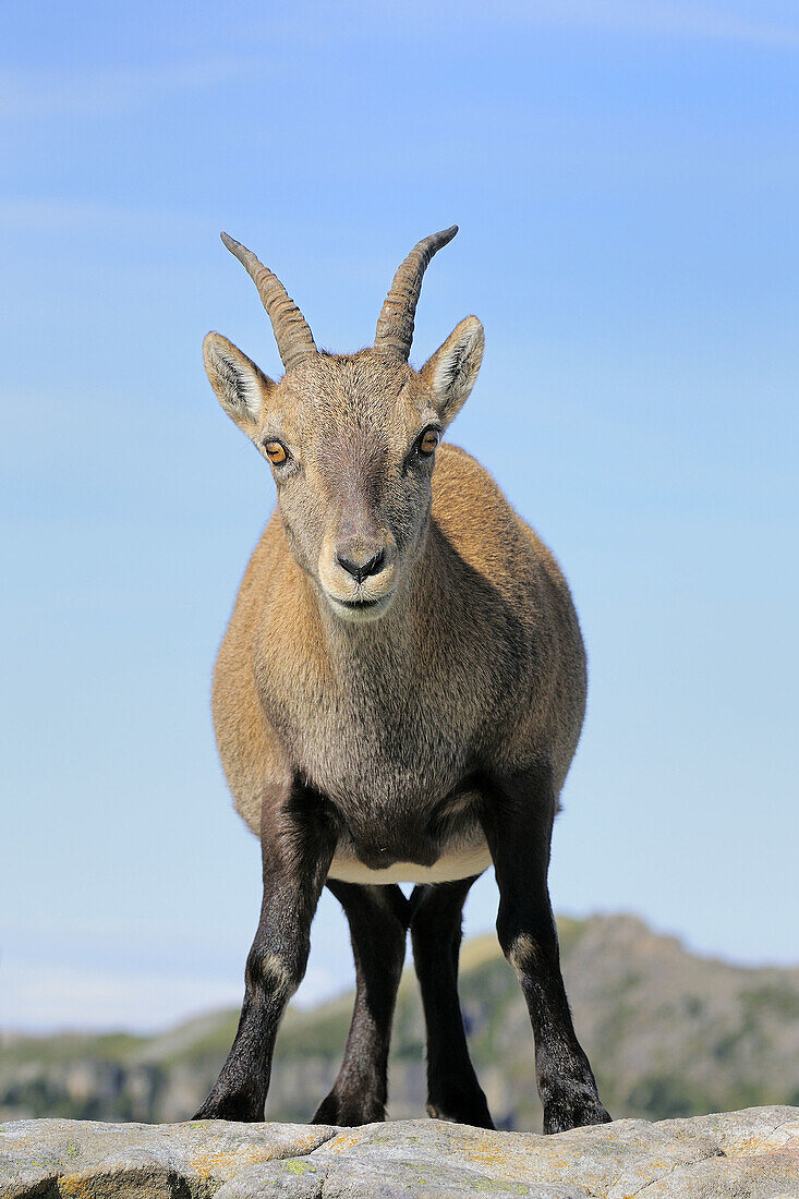 Alpine Ibex (Capra ibex),  female/goat. Niederhorn,  Switzerland.