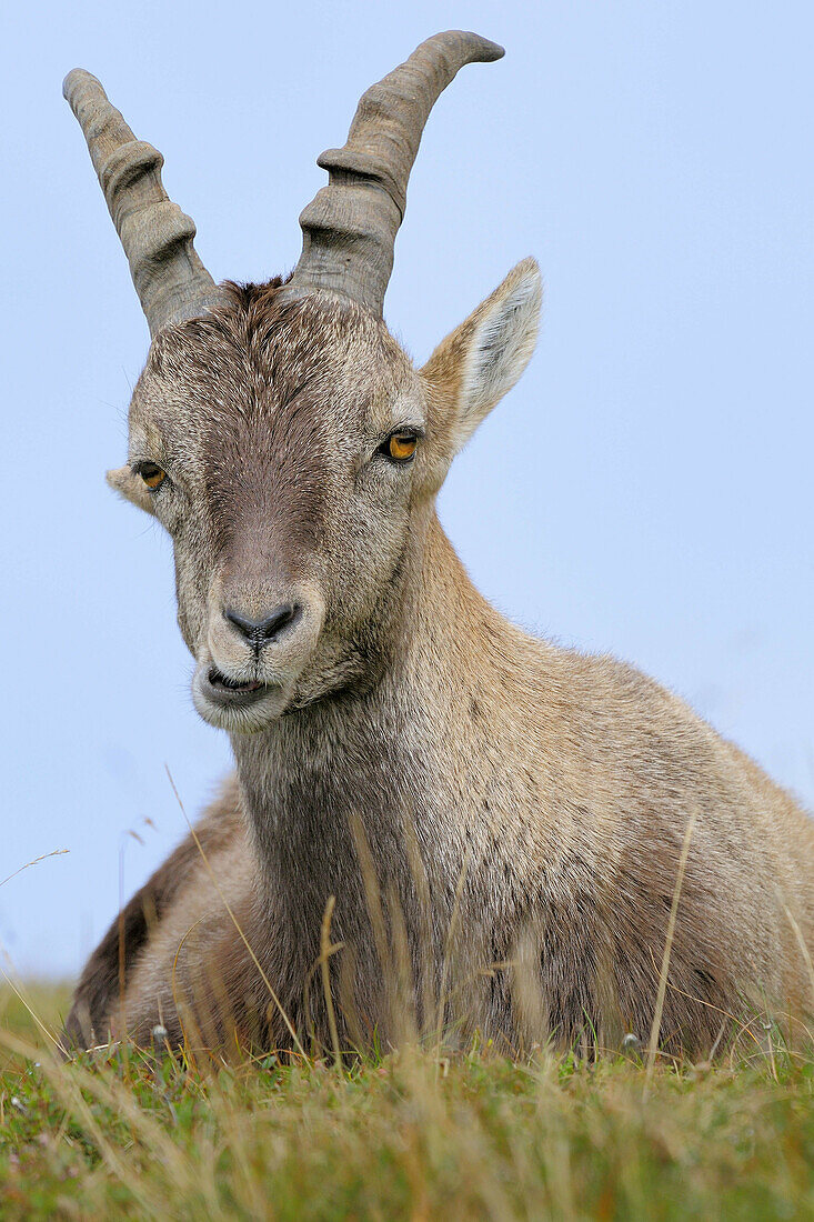 Alpine Ibex (Capra ibex),  young male/buck. Niederhorn,  Switzerland.