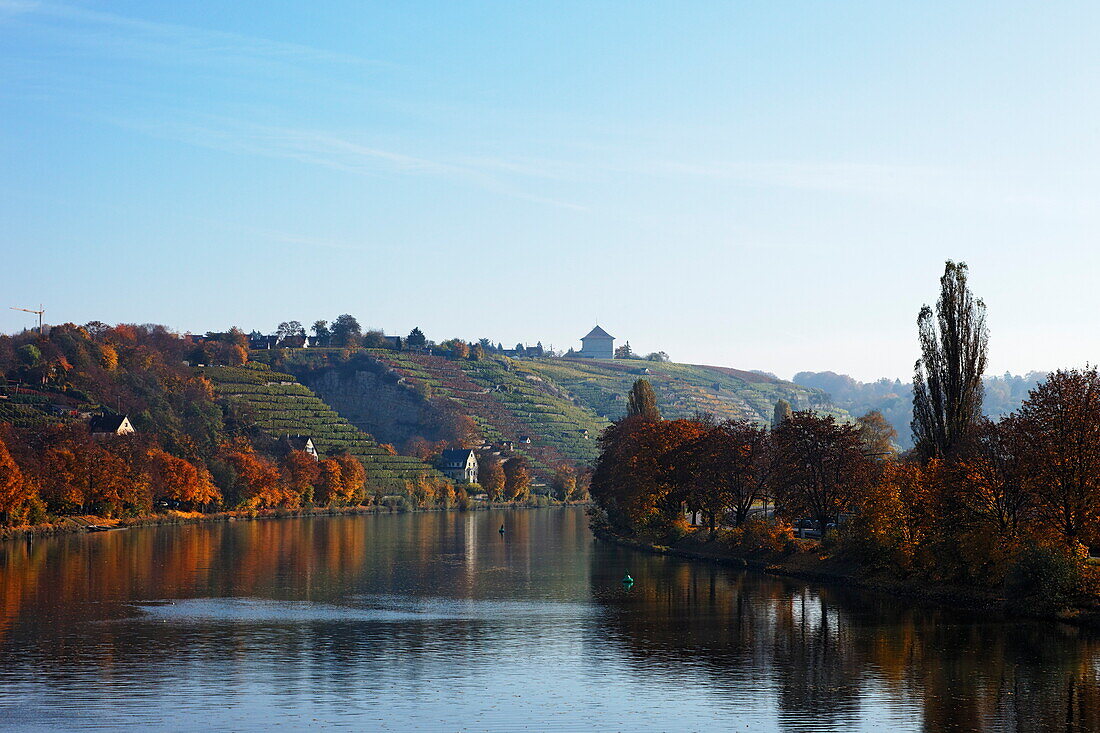 Vineyards along river Neckar, Munster-Stuttgart, Baden-Wurttemberg, Germany