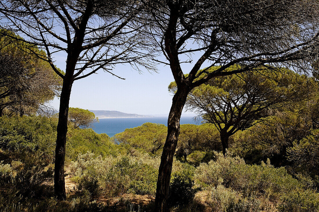 Parque Natural de la Breña y Marismas del Barbate,  pine forest and Atlantic Ocean,  Barbate. Costa de la Luz,  Cadiz province,  Andalucia,  Spain