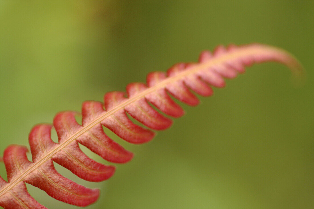 Red fern leaf