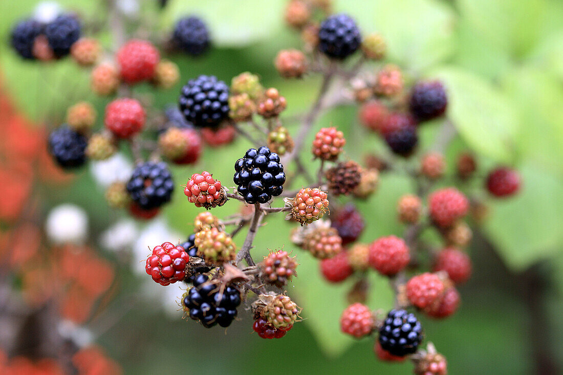 Blackberry (Rubus fruticosus)