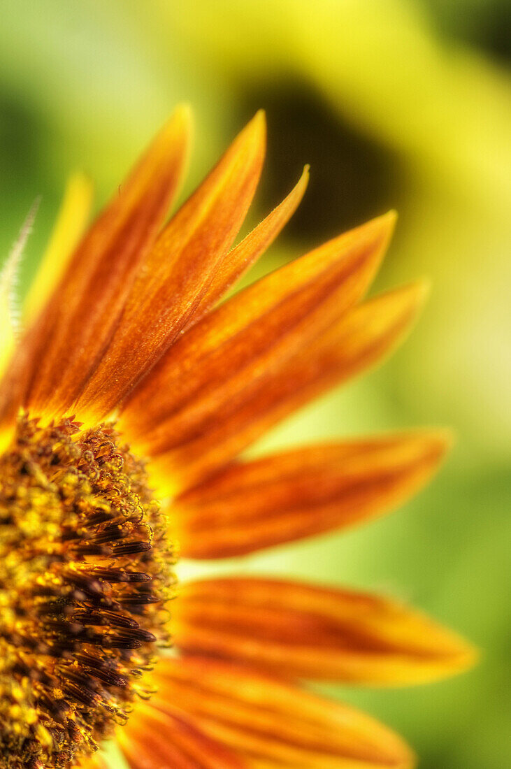 Red Sunflower Close-up. Helianthus annuus.