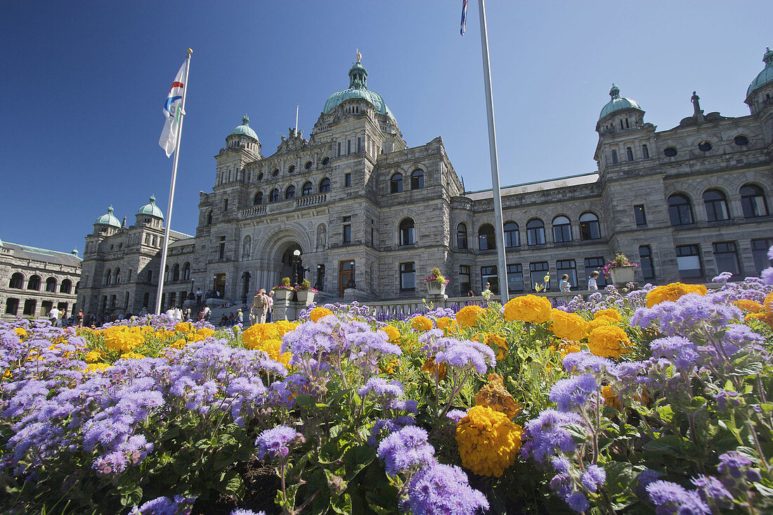 A ground level view of the British Columbia parliament buildings,  with yellow and purple flowers in the fore ground in Victoria city