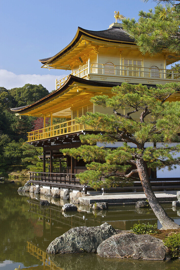 Kinkakuji,  the Golden Temple is framed by bonsai-like pine trees