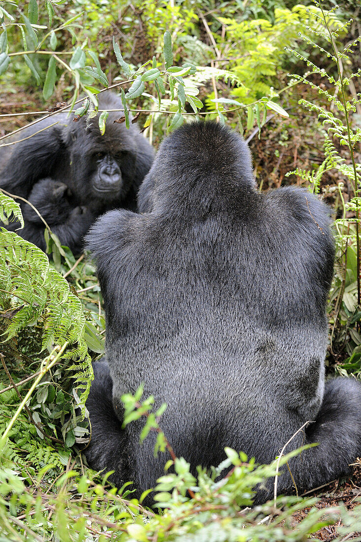 Mountain gorilla family (Gorilla beringei beringei) Volcanoes National Park,  Rwanda,  Africa