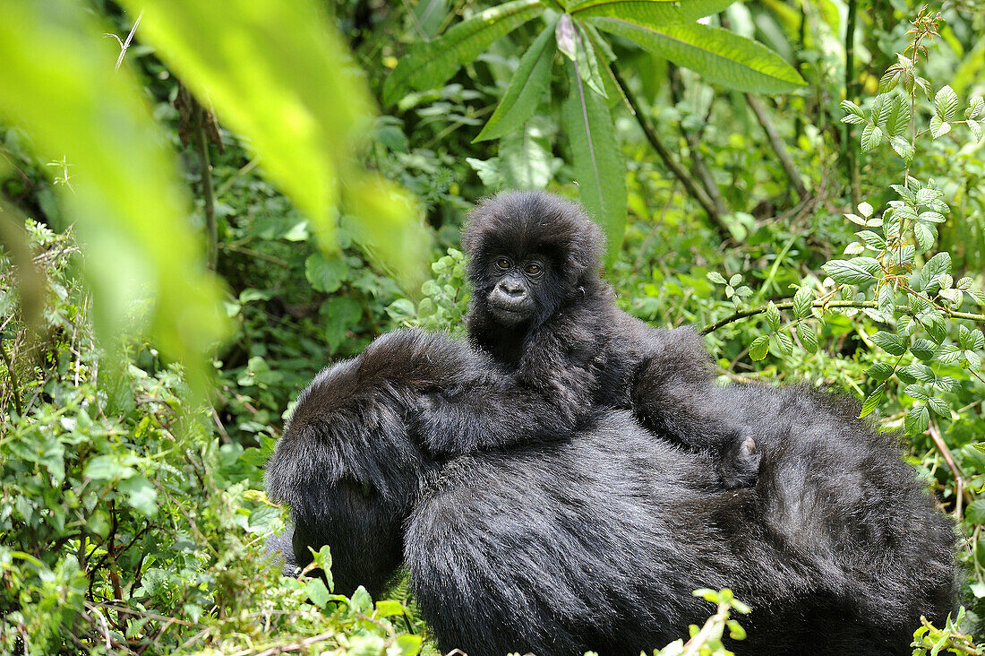 Female mountain gorilla carrying baby on her back (Gorilla beringei beringei) Volcanoes National Park,  Rwanda,  Africa