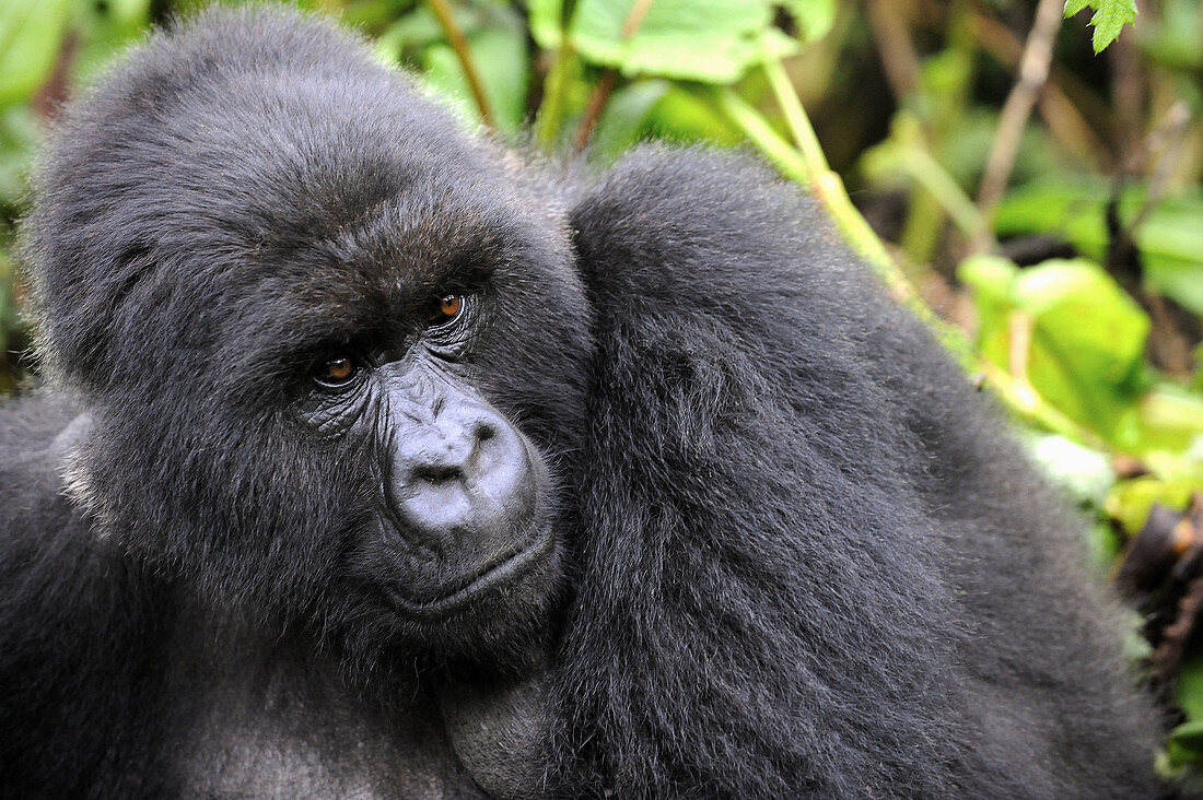 Female mountain gorilla (Gorilla beringei beringei) Volcanoes National Park,  Rwanda,  Africa