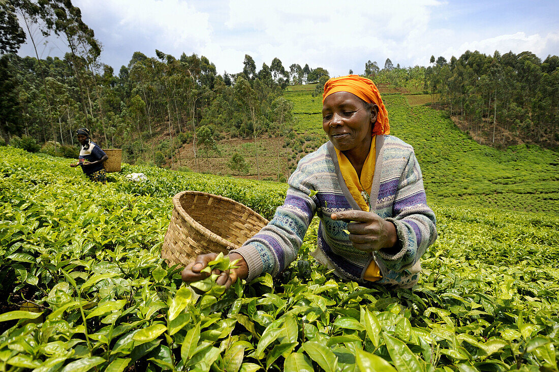 Tea plantation and harvest in Nyunguwe,  Rwanda,  Africa