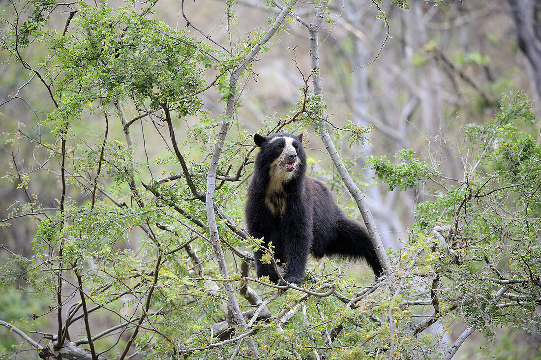Spectacled bear (Tremarctos ornatus) climbing in tree,  Chaparri Ecological Reserve,  Peru,  South America