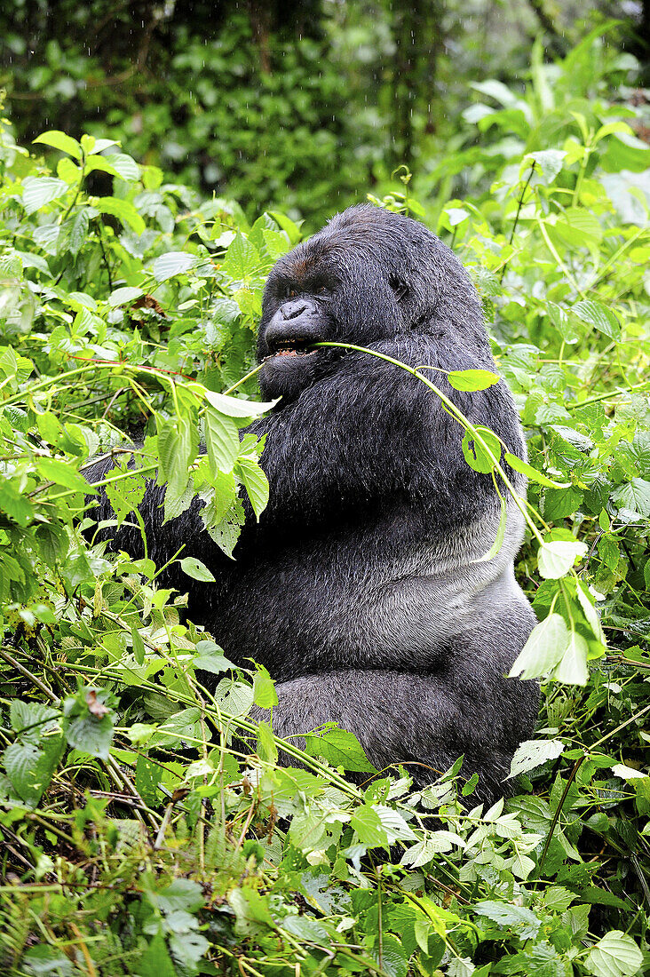 Male mountain gorilla eating leaves (Gorilla beringei beringei) Volcanoes National Park,  Rwanda,  Africa