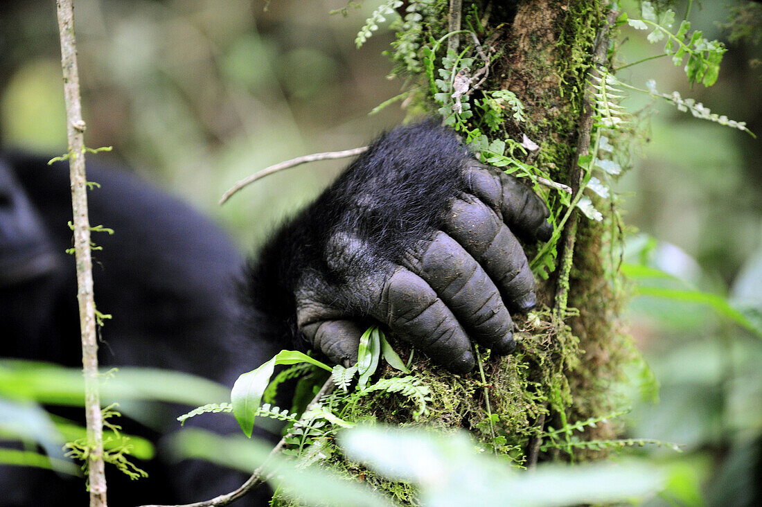 Close up of hand of female eastern lowland gorilla,  Kahuzi Biega Park (Gorilla beringei graueri) Democratic  Republic of Congo,  Africa