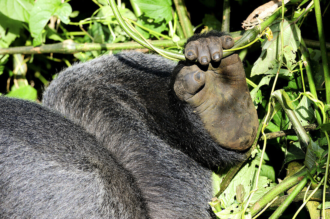 Posterior leg and hand of silverback mountain gorilla male (Gorilla beringei beringei) Virunga National Park,  Democratic Republic of Congo,  Africa