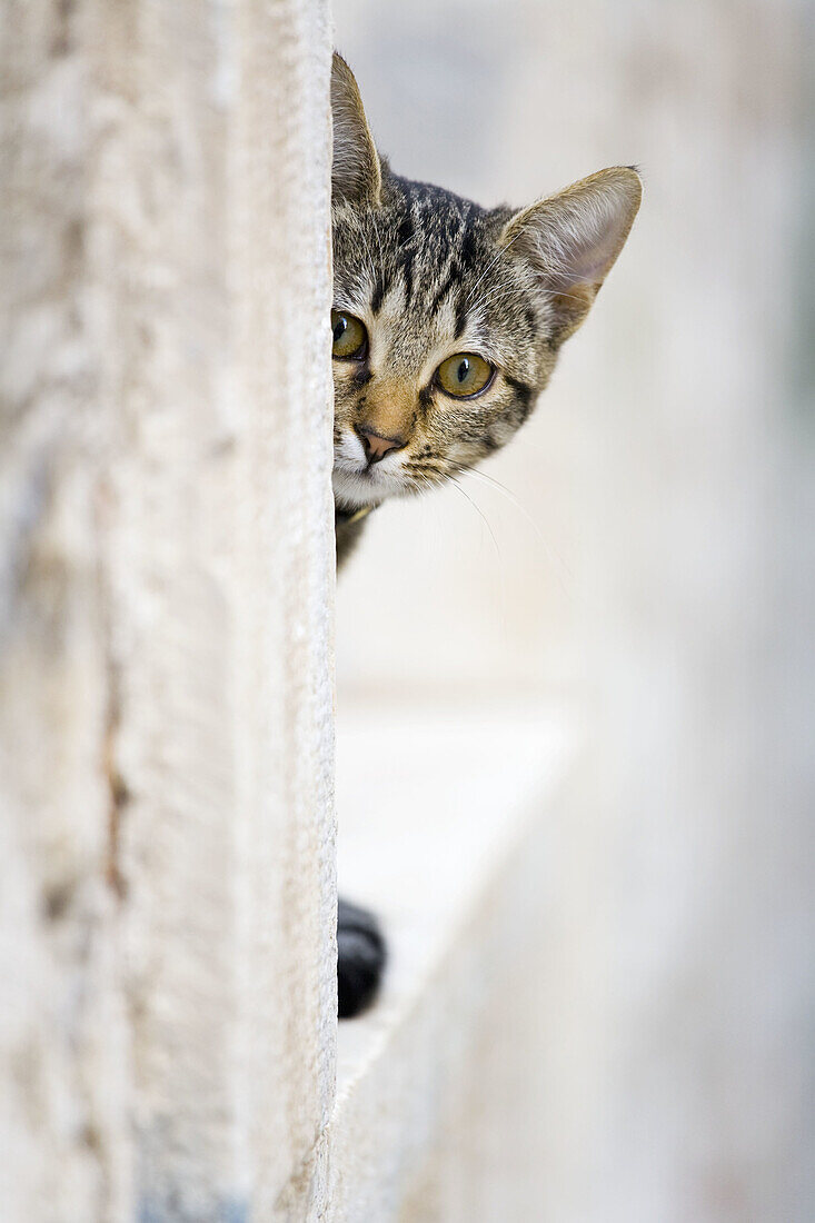 Young cat peeking behind corner