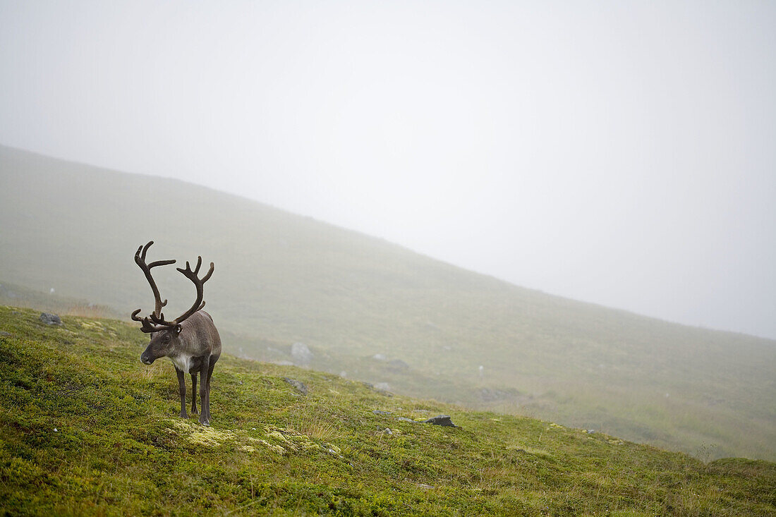 Reindeer,  Finnmark,  Norway