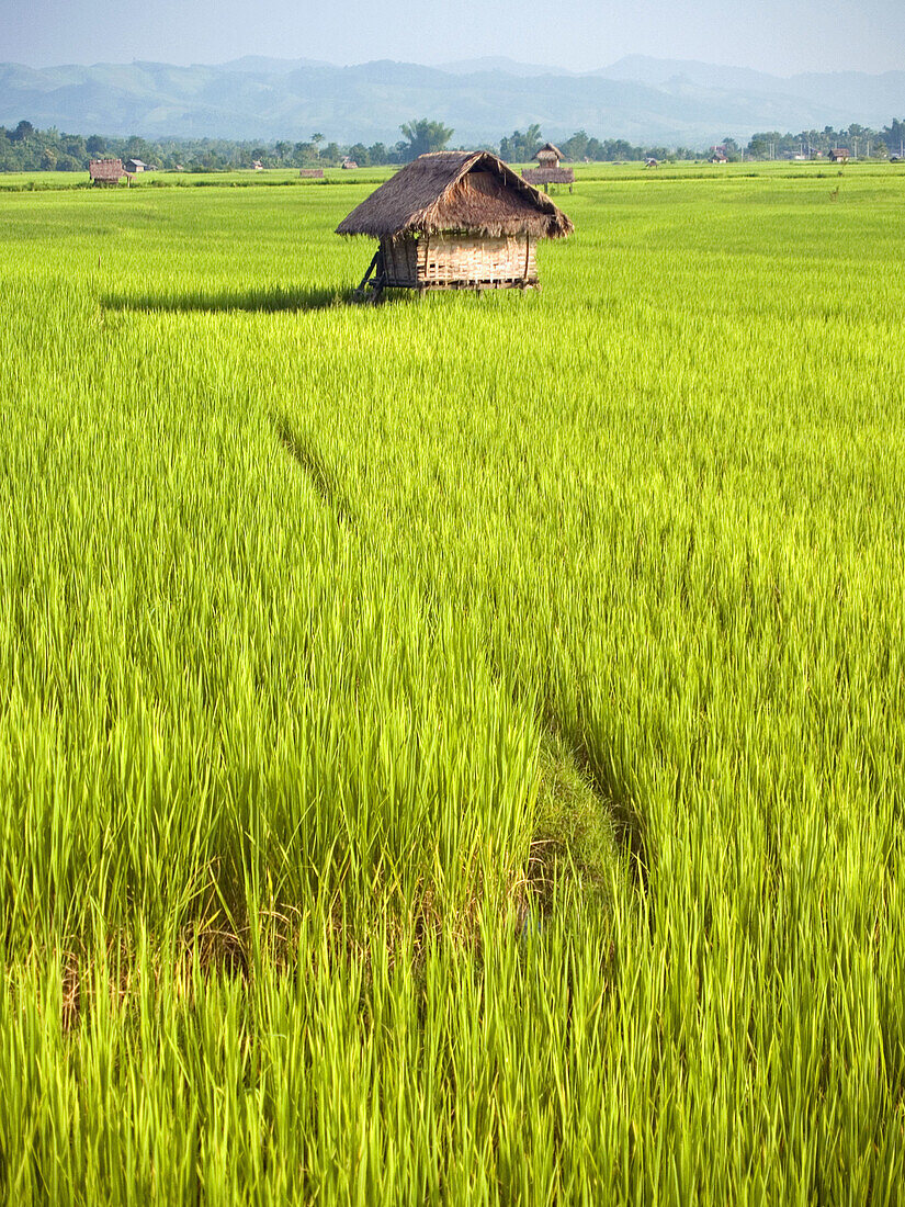 verdant rice paddies in Luang Nam Tha in northern Laos