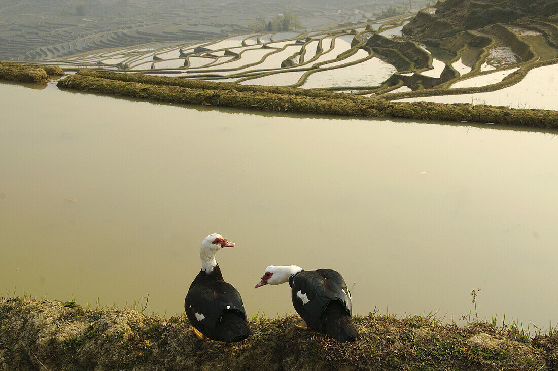 ducks on the edge of the rice terraces at Yuanyang in Yunnan China