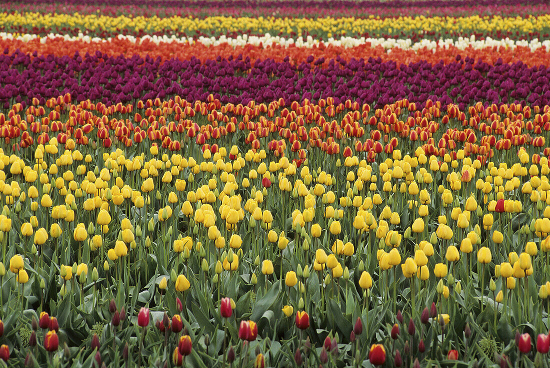 Skagit Valley Tulip Fields