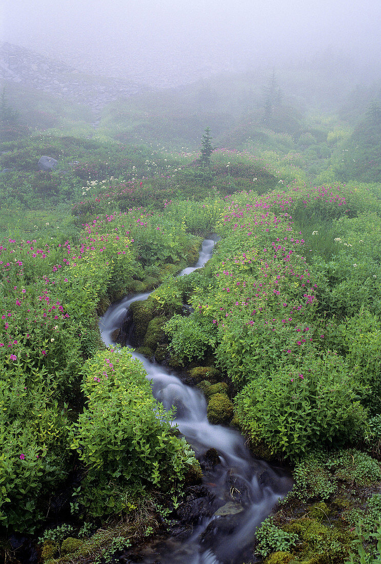 Mt Rainier NP,  sunrise,  alpine stream & Lewis´ Monkey flower Mimulus lewisii in the mist