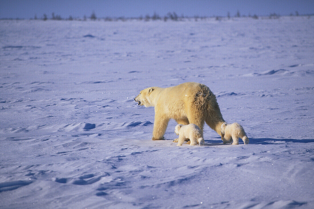 Polar bear and cub Ursus Maritimus