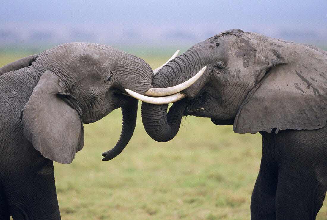Two african Elephants Interacting Loxodonta Africana